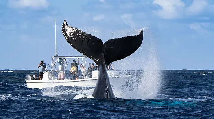 Free guided whalewatching at Cloghna Head Image