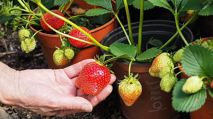 GARDENING: It’s been a good May, so far Image