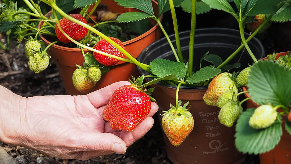 GARDENING: It’s been a good May, so far Image