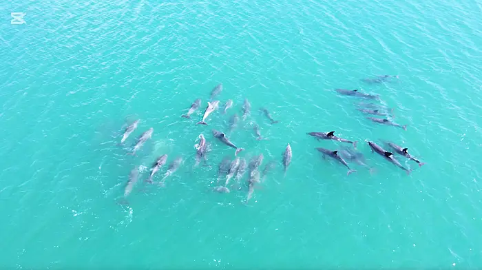 WATCH: Large pod of dolphins in Glandore Harbour Image