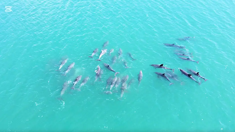 WATCH: Large pod of dolphins in Glandore Harbour Image