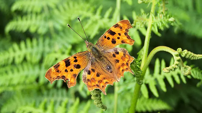 Nine species of butterfly on the decline in Ireland Image