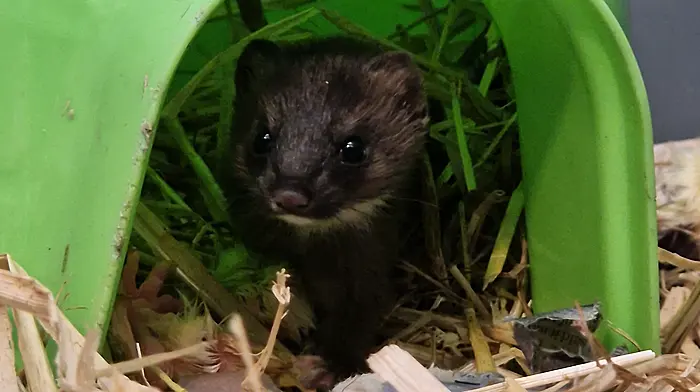 Wildlife Rescue Cork comes to aid of both a fox cub and a stoat Image