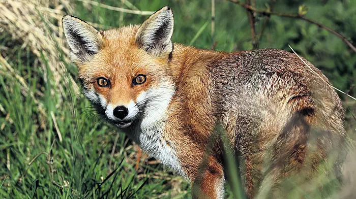 Foxhunting to the fore as West Cork TD opposes Dáil Bill Image