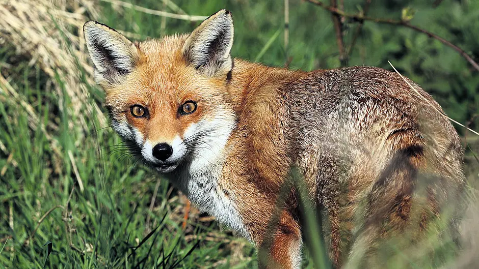 Foxhunting to the fore as West Cork TD opposes Dáil Bill Image
