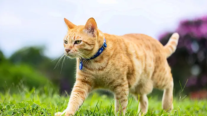 Cat found impaled on metal rod outside Drimoleague Image