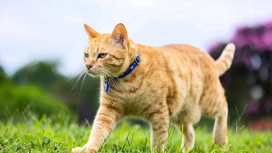 Cat found impaled on metal rod outside Drimoleague Image
