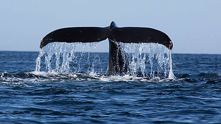 West Cork man leaves door open on his whale-watching business Image