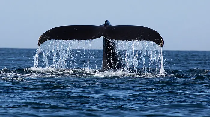 West Cork man leaves door open on his whale-watching business Image