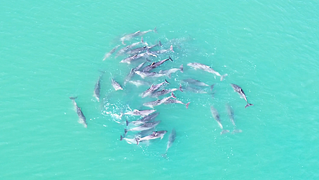 Spectacular footage of dolphin pod captured in Glandore harbour Image