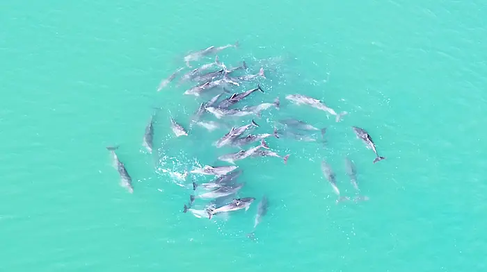 Spectacular footage of dolphin pod captured in Glandore harbour Image
