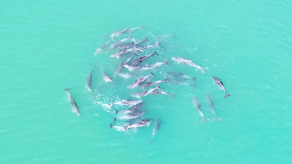 Spectacular footage of dolphin pod captured in Glandore harbour Image