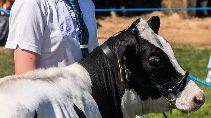 The annual Bandon Show took place today with thousands of people attending to see horse and cattle classes, along with poultry and arts & crafts competitions. There was also food stalls and a childrens fun fair. Emily O'Rahilly from Mallow prepares her Holstein Friesean calf for the Young Handlers category. Picture: Andy Gibson.