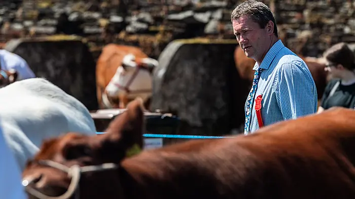 The annual Bandon Show took place today with thousands of people attending to see horse and cattle classes, along with poultry and arts & crafts competitions. There was also food stalls and a childrens fun fair. Casting his eye over the Short Horn Heifers category was judge John Curtin from Co. Limerick. Picture: Andy Gibson.