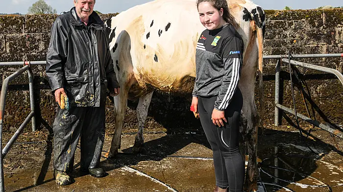 Peter and Clodagh Kennelly from Ardfert clean their Holstein Freisen cow at the annual agricultural show that was held at Bandon, Co. Cork. - Picture David Creedon