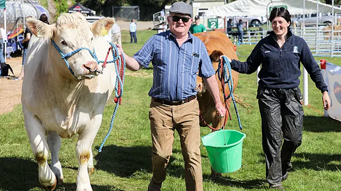 Boby O'Connell from Co. Limerick with his Charolais Heifer and Shauna Canny from Co. Clare with her Limousin head for judging at the annual agricultural show that was held at Bandon, Co. Cork. - Picture David Creedon