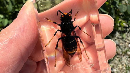 WILDLIFE: Invasive species: a year-round nature concern Image