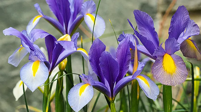 GARDENING: Count your seasonal blessings Image