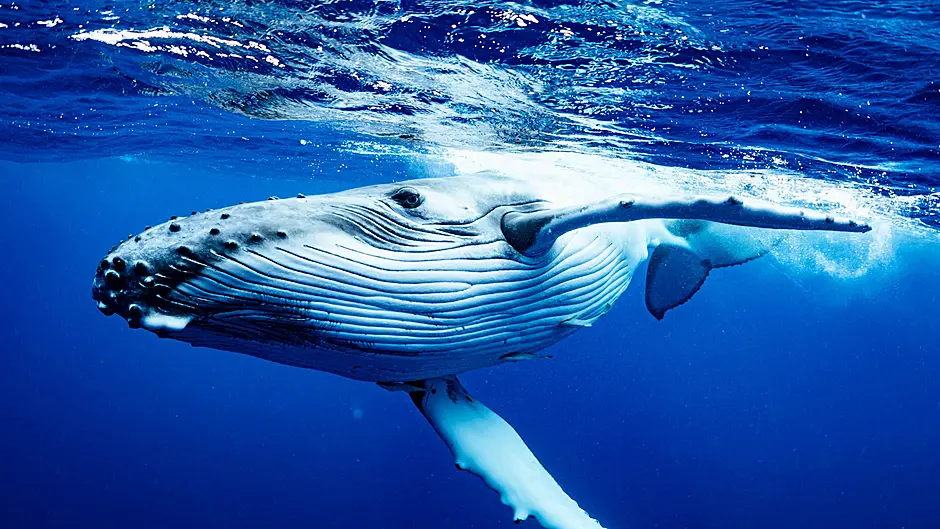 Fisherman claims sprat are moving north, and whales are following them Image