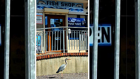 Reader’s Picture of the Week Image