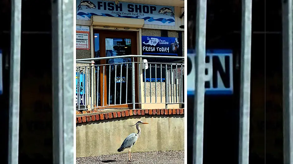 Reader’s Picture of the Week Image