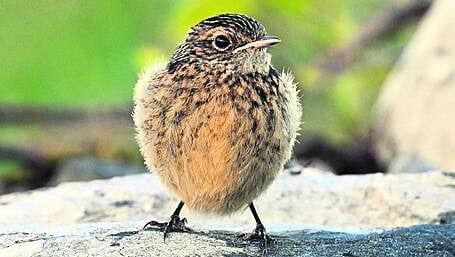 WILDLIFE: Time to enjoy the flutter of fledglings Image