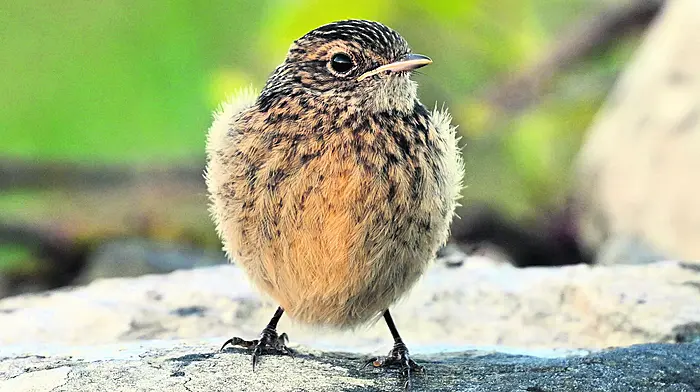WILDLIFE: Time to enjoy the flutter of fledglings Image