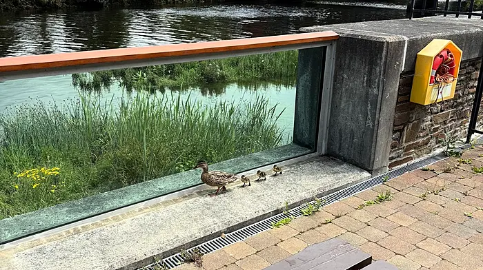 Duck family gets a helping hand at the Skibbereen Heritage Centre Image