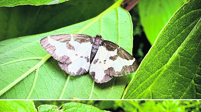 WILDLIFE: Geared up for the Gearagh Image