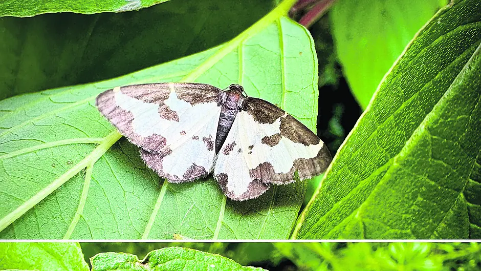 WILDLIFE: Geared up for the Gearagh Image