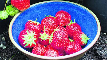 GARDENING: Plants thrive with any mix Image