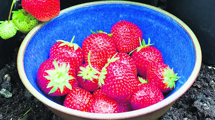 GARDENING: Plants thrive with any mix Image