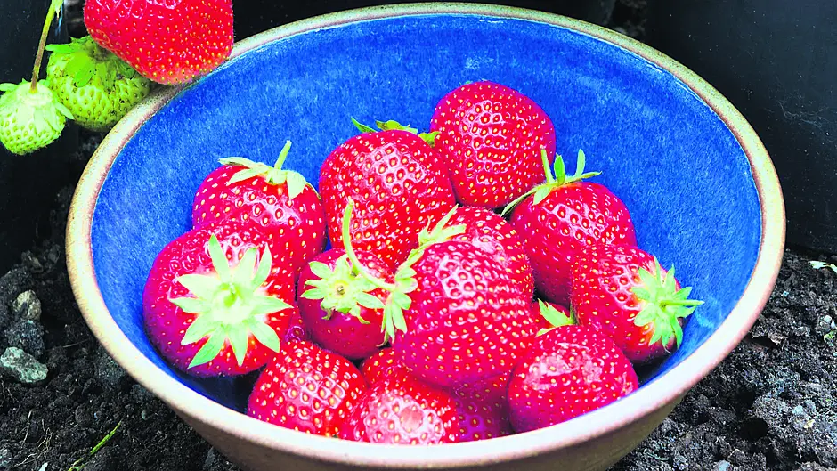GARDENING: Plants thrive with any mix Image