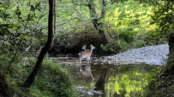 Reader’s Picture of the Week Image