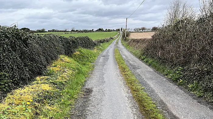 Frogs protected over human lives, claim Cork County councillors Image