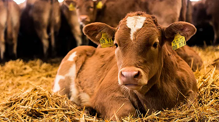 Financial advice for farmers ahead of autumn tax bills Image