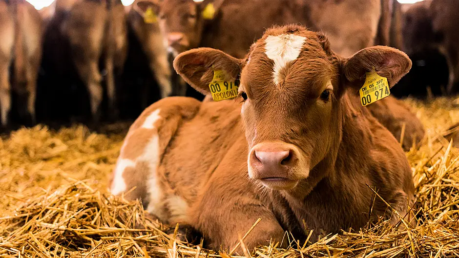 Financial advice for farmers ahead of autumn tax bills Image