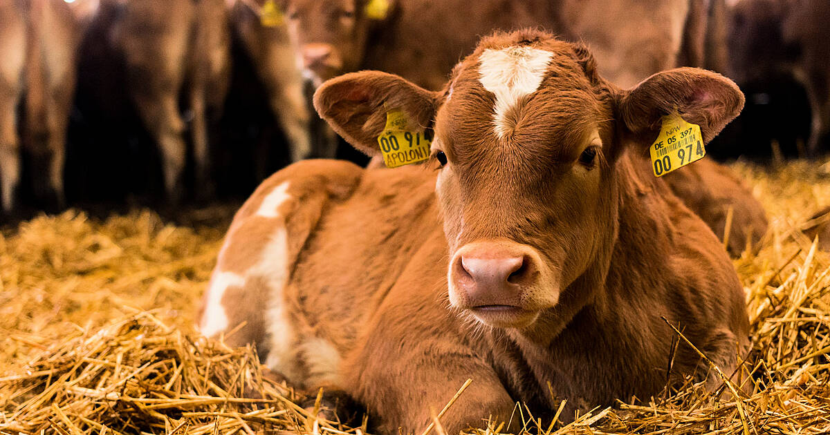 Financial advice for farmers ahead of autumn tax bills