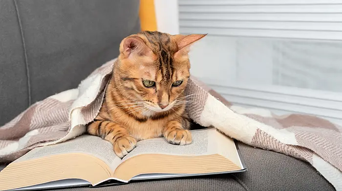 Silent Bookclub comes to Clonakilty Image