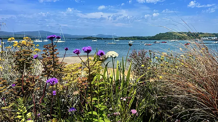 Reader’s Picture of the Week Image