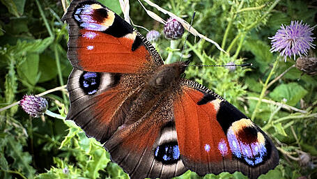 WILDLIFE: More to butterfly magic than a disappearing act Image