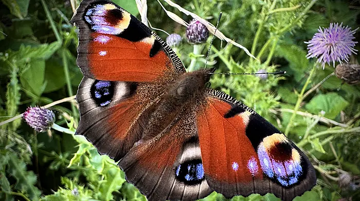 WILDLIFE: More to butterfly magic than a disappearing act Image