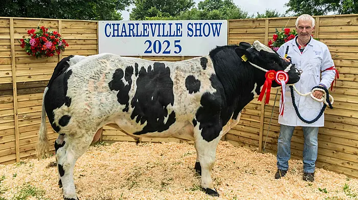 John Cahalane from Castlehaven, West Cork, with his 1st place champion Belgian Blue bull - 'Forenaught Rocky'. Picture: Andy Gibson.