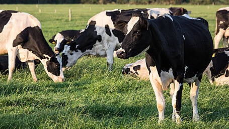 Carbery champions vital role of dairy ‘stewards of the land’ Image