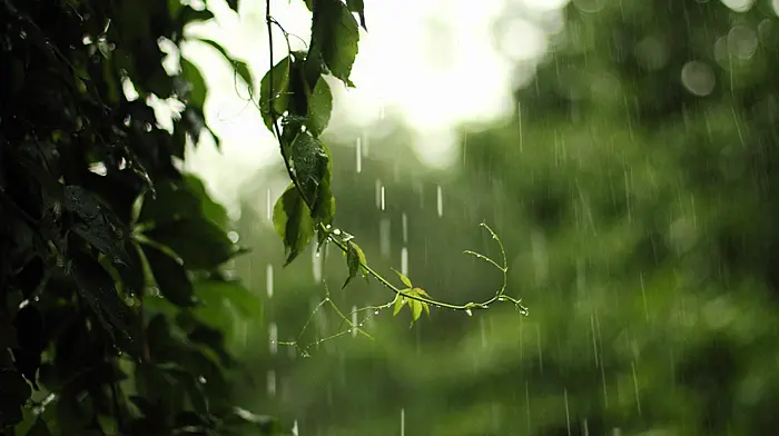Yellow weather warning issued for West Cork Image
