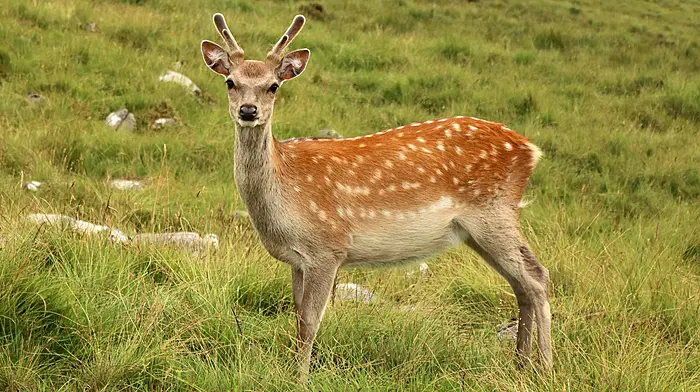 Deer management unit for Cork population Image