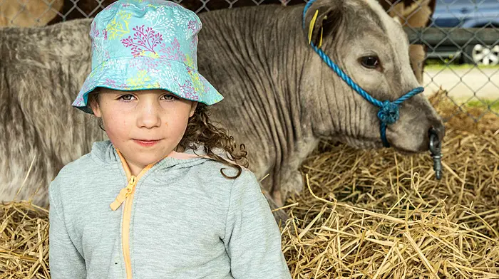 Hazel Deane from Dunmanway with her Belgian Blue Cross calf at the Dunmanway Agricultural Show last Sunday. (Photo: Andy Gibson)