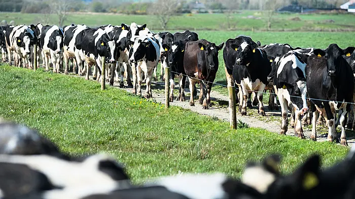Early milking key to reducing farming hours Image
