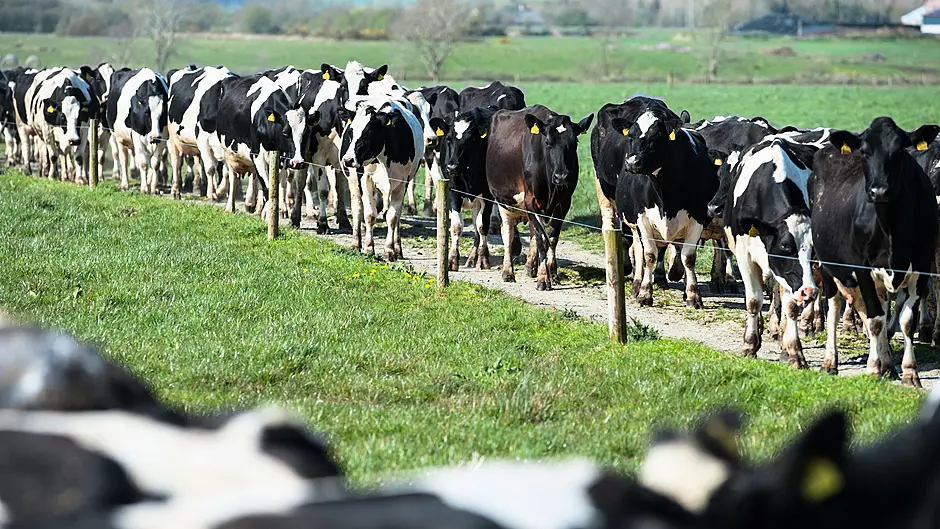 Early milking key to reducing farming hours Image