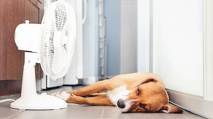 The Irish Blue Cross appeals to pet owners to keep pets safe in heatwave Image